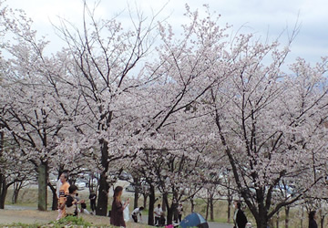 桜 桜